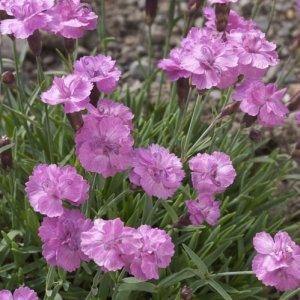 Klinček sivý (Dianthus Gratianopolitanus) 'PINK JEWEL', kont.C1L